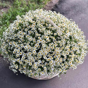 Композиция в корзине из 151 ромашки в Электроуглях