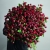 Монобукет из 75 кустовых роз Марун (70 см) в Электроуглях