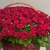 Композиция в корзине из 151 красной розы в Электроуглях Композиция в корзине из 151 красной розы в Электроуглях