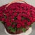 Композиция в корзине из 151 красной розы в Электроуглях Композиция в корзине из 151 красной розы в Электроуглях