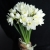 Букет из 25 нарциссов в Электроуглях Букет из 25 нарциссов в Электроуглях