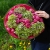 Букет "Мармеладный" из Голландских гортензий и пионовидных кустовых роз в Электроуглях Букет "Мармеладный" из Голландских гортензий и пионовидных кустовых роз в Электроуглях